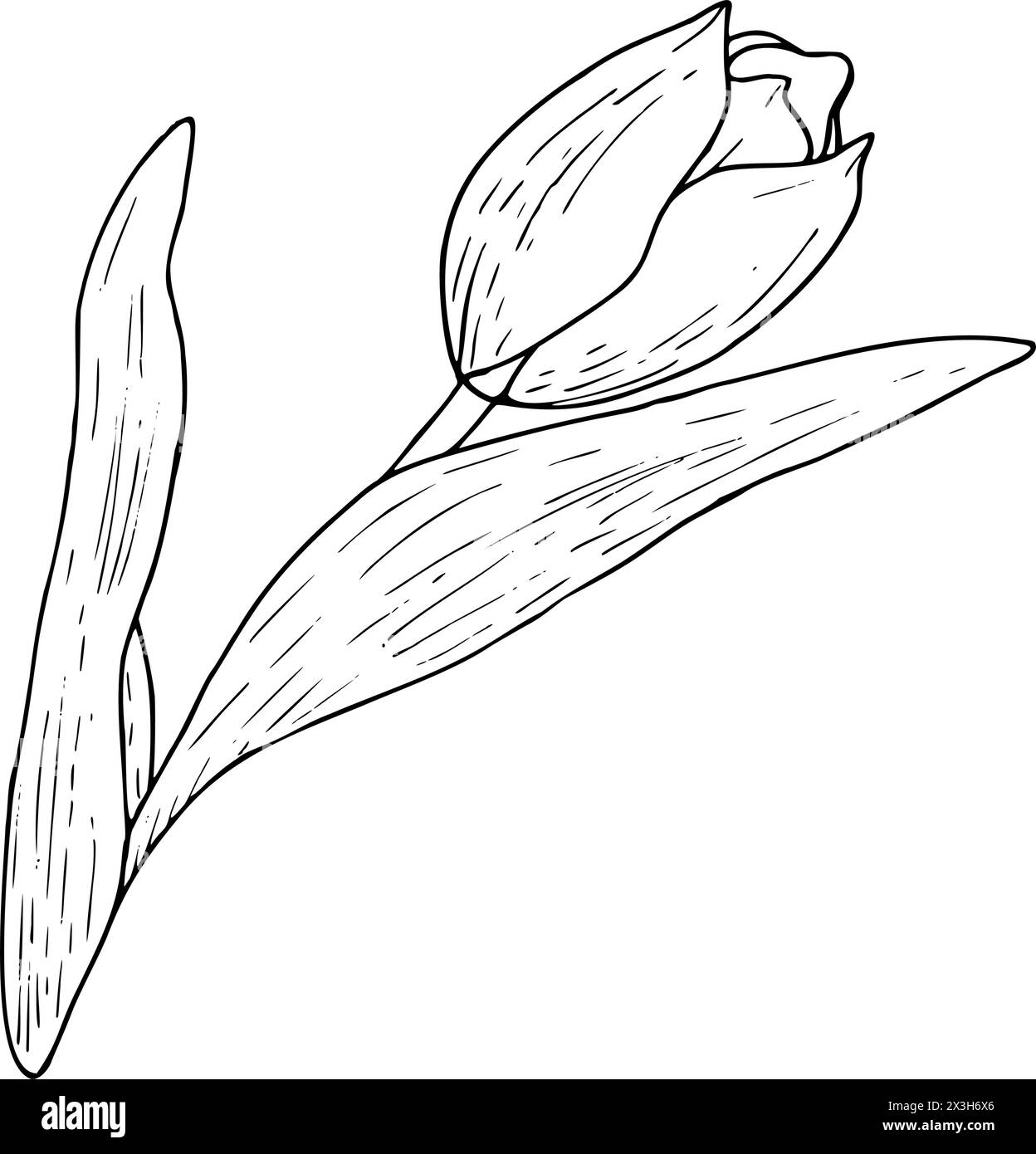 Tulpenblume Vektor-Illustration. Gekrümmte Blätter Glühlampenkopf schwarz umrissene grafische Zeichnung. Grußkarte mit botanischer Blüte. Kontur der Tintenlinie Stock Vektor