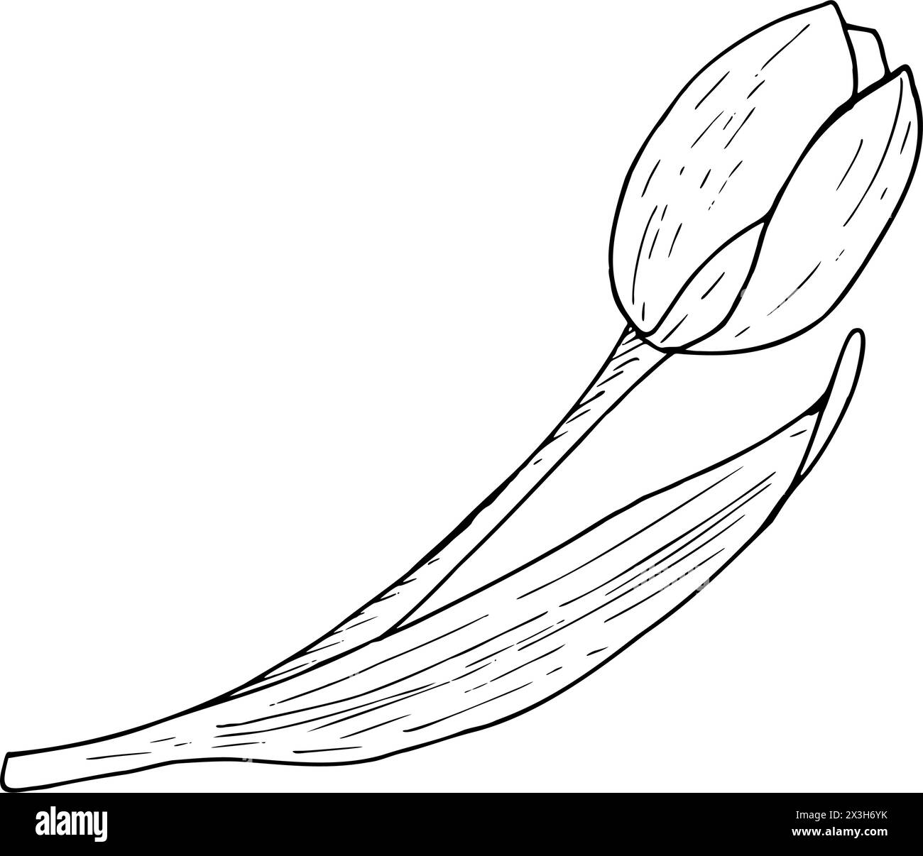 Tulpenblume Vektor-Illustration. Gebogener Kopf mit Blattfedern, schwarze Umrisszeichnung. Grußkarte mit botanischer Blüte. Kontur der Tintenlinie Stock Vektor