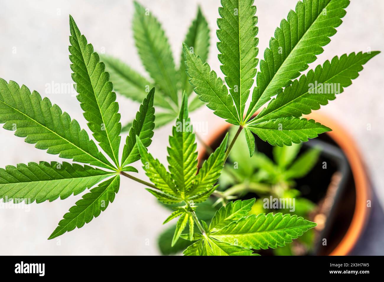 Cannabis Steckling, Anbau für den Eigenkonsum legal, Topfpflanze, Cannabis-Legalisierung, München, April 2024 Deutschland, München, April 2024, Cannabis Steckling, Anbau zuhause, Cannabissorte Kerosin Krash, hat 17 % THC-Gehalt, Symbolfoto Cannabis-Freigabe, Cannabis Legalisierung, jeder Erwachsene darf für den Eigenkonsum bis zu drei Cannabispflanzen anbauen, Bayern *** Cannabisschnitt, Anbau zum persönlichen Gebrauch legal, Topfpflanze, Cannabislegalisierung, München, April 2024 Deutschland, München, April 2024, Cannabisschnitt, Anbau zu Hause, Cannabissorte Kerosin Krash, hat 17 THC conte Stockfoto