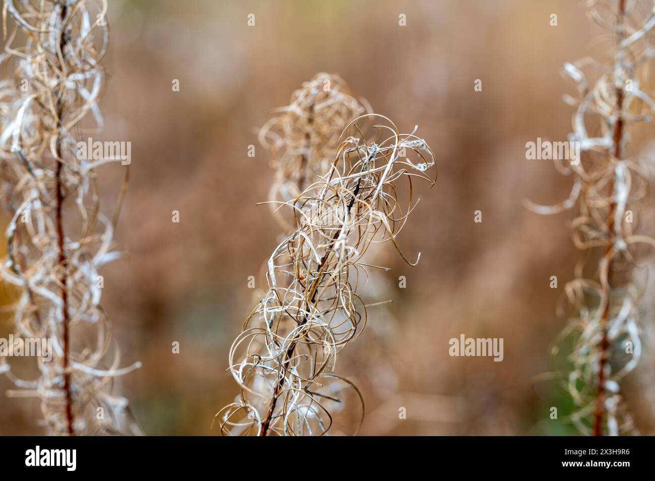 Getrocknete Rosebay Willowherb - Chamaenerion angustifolium - Samenkopf im Herbst, England Stockfoto