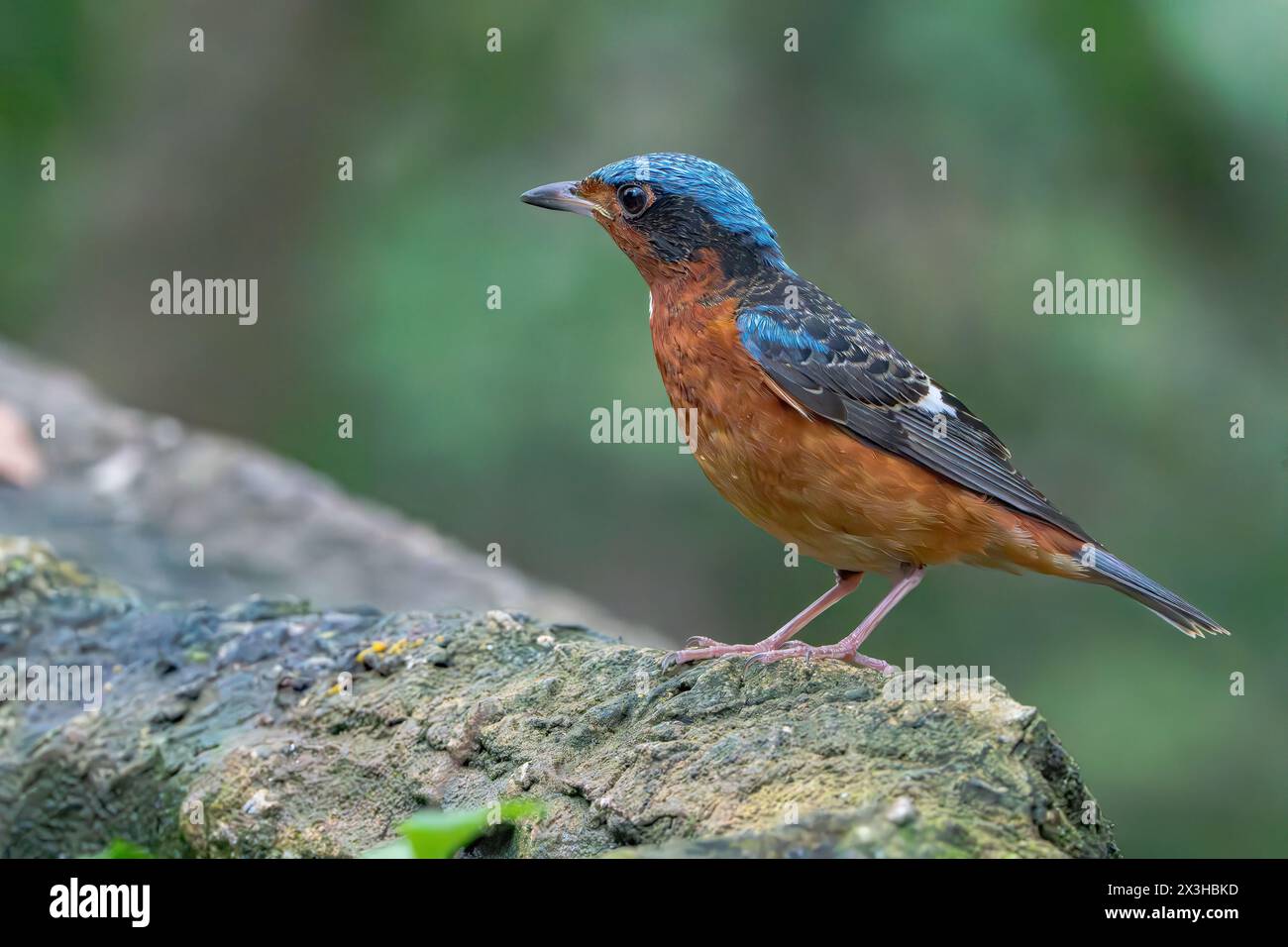 Weißköpfige Felsendrossel, Monticola gularis, alleinerwachsener Mann auf dem Boden, Wat Thom, Thailand Stockfoto