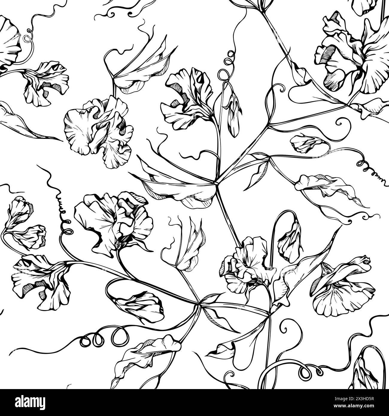 Hand gezeichnete Vektor-grafische Tinte Illustration botanische Blumen Blätter. Süße, immerwährende Erbsen, Wicken-Bindweed-Leguminosen-Ranken. Nahtloses Muster isoliert Stock Vektor