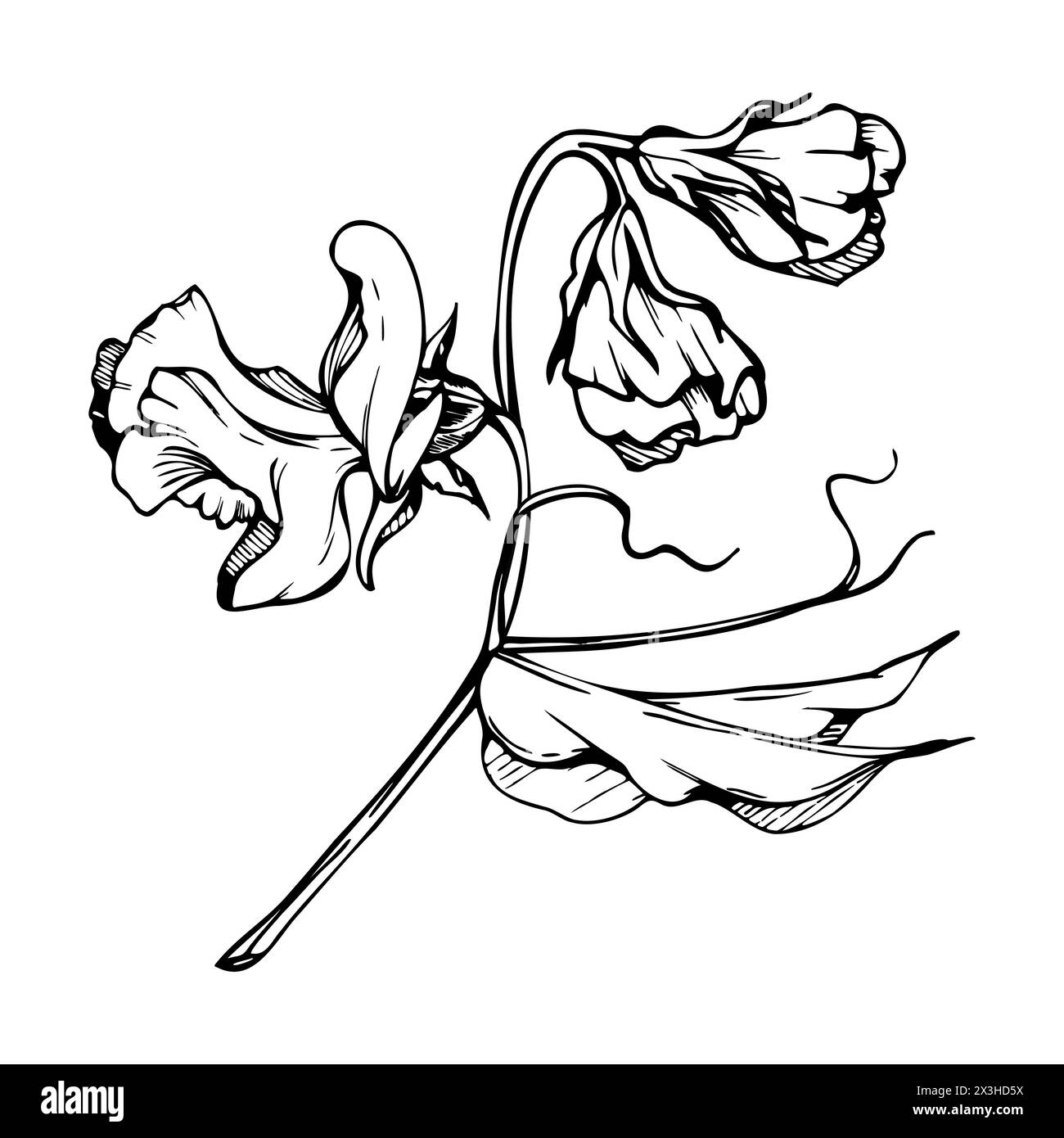 Hand gezeichnete Vektor-grafische Tinte Illustration botanische Blumen Blätter. Süße, immerwährende Erbse, Wicke Bindweed-Hülsenfrüchte. Zweigstrauß isoliert auf weiß Stock Vektor