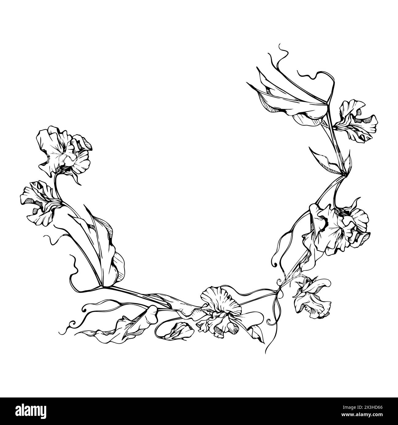 Hand gezeichnete Vektor-grafische Tinte Illustration botanische Blumen Blätter. Süße, immerwährende Erbsen, Wicken-Bindweed-Leguminosen-Ranken. Kreiskranz isoliert Stock Vektor