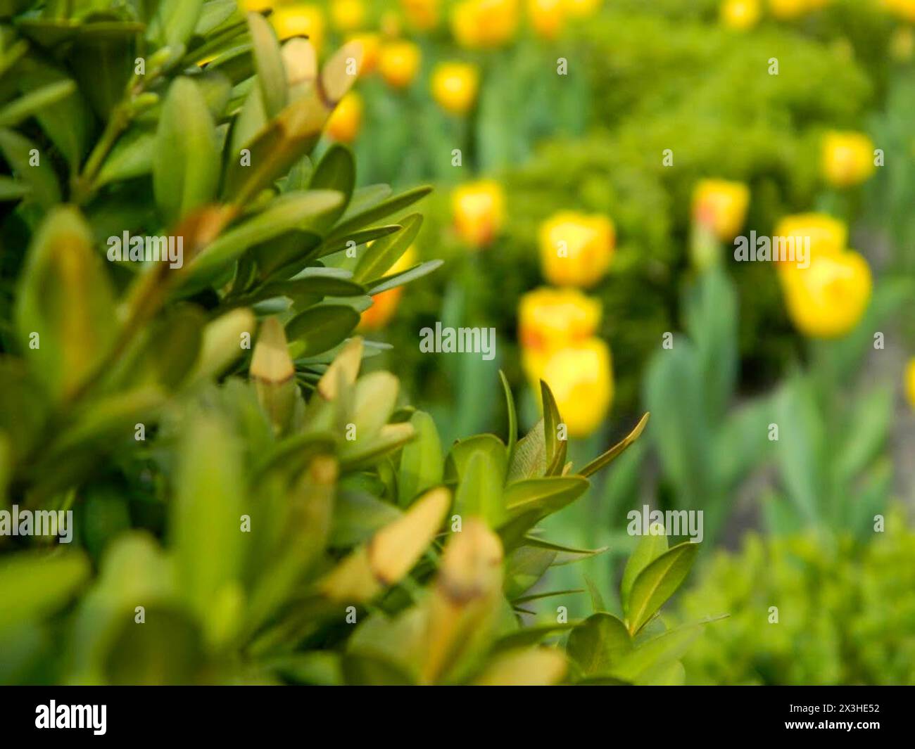 Gelbe Besenblüte (Planta Genista) Sträucher mit Betonung auf einem gelben Topfbesen. Erzeugt einen spektakulären Spritzer duftender Blumen, die in Summe blühen Stockfoto
