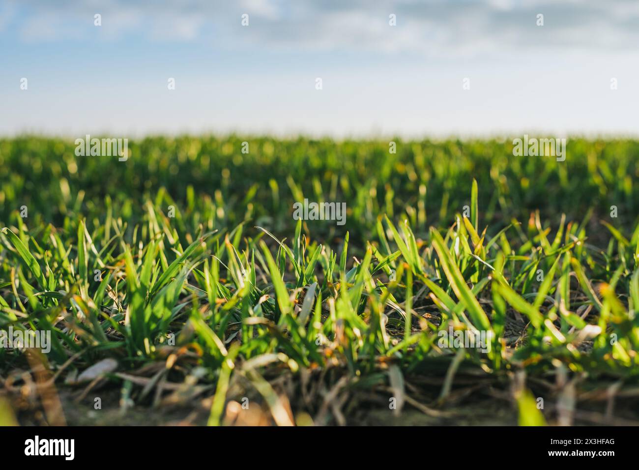 Im Herzen Lettlands erstreckt sich eine endlose Graslandschaft, so weit das Auge reicht, ein Beweis für die natürliche Pracht des Landes. Stockfoto