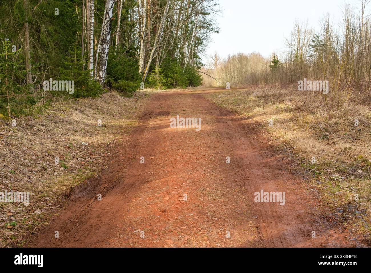 Unter dem Baumdach hoch aufragender Bäume erfüllt das Erdaroma die Luft, während Reisende die rote Tonstraße nahe Licu-Langu überqueren, eine Reise zurück in die Natur Stockfoto