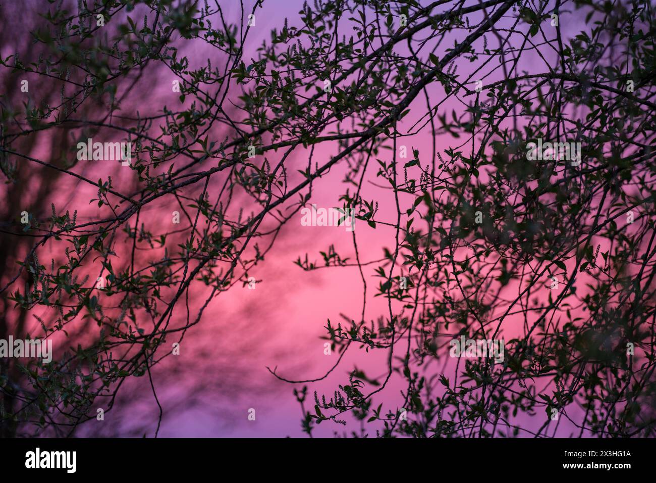 Der abendliche Himmel über Lettland ist voller Farben, während Rot- und Rosa-Töne im schwindenden Licht anmutig tanzen, ein Spektakel der Kunstfertigkeit der Natur. Stockfoto