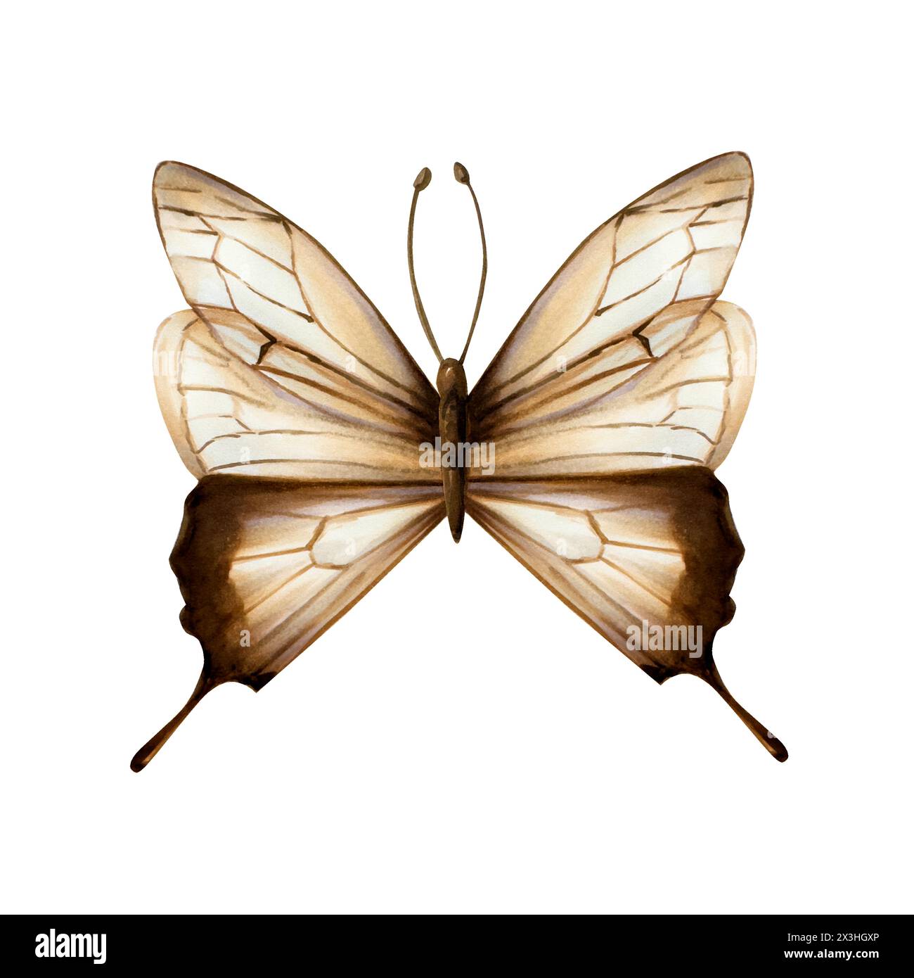 Wunderschöner Boho-Schmetterling. Aquarell Hand gezeichnet beige Insekten Clipart isoliert auf Hintergrund. Botanische Illustration und Hochzeit. Für Konstrukteure Stockfoto