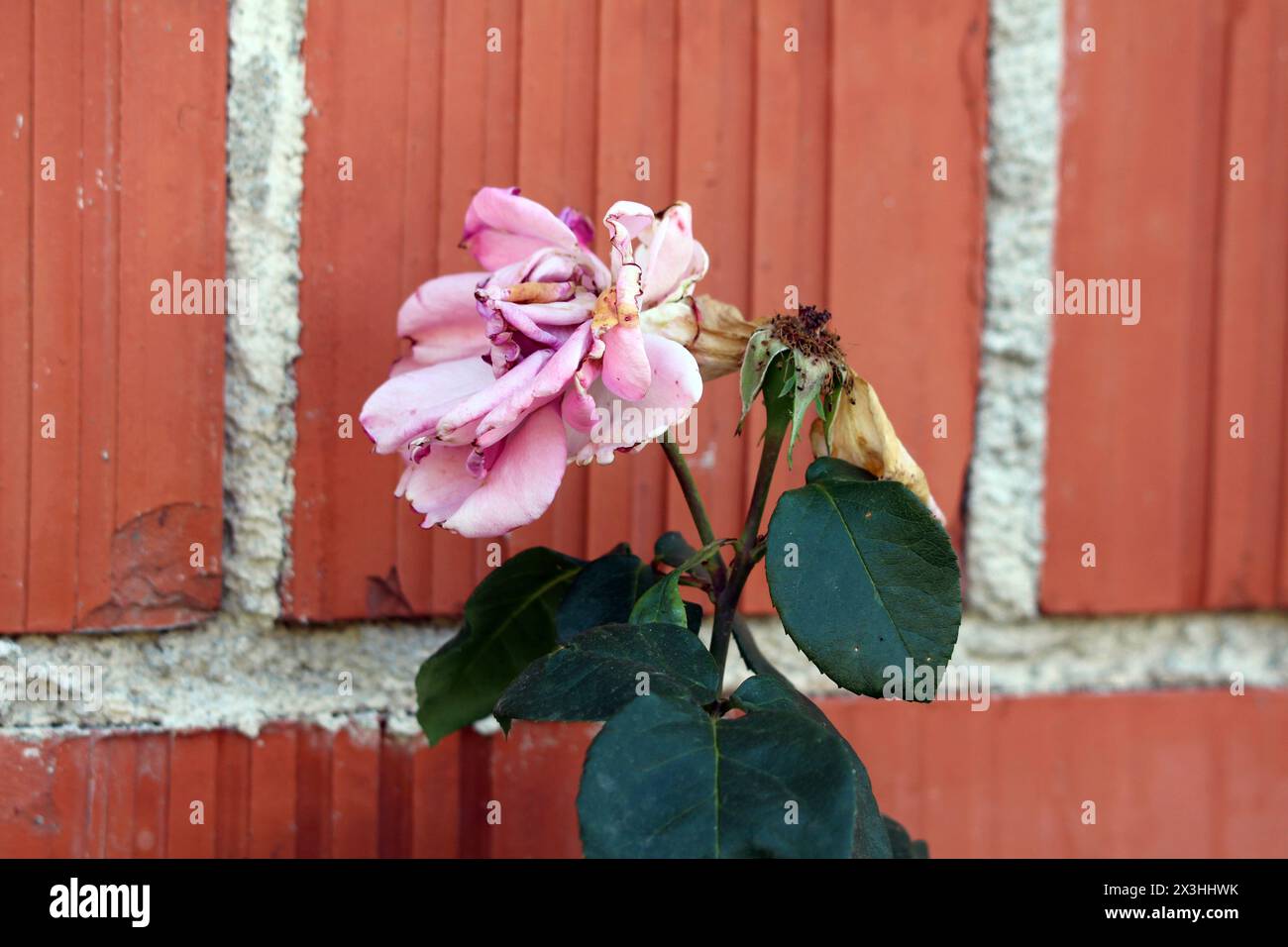 Hellrosa Rose mit verschrumpelten Blüten neben Rose ohne Blüten auf zwei Stielen mit dicken ledrigen dunkelgrünen Blättern, die vor Rot wachsen Stockfoto