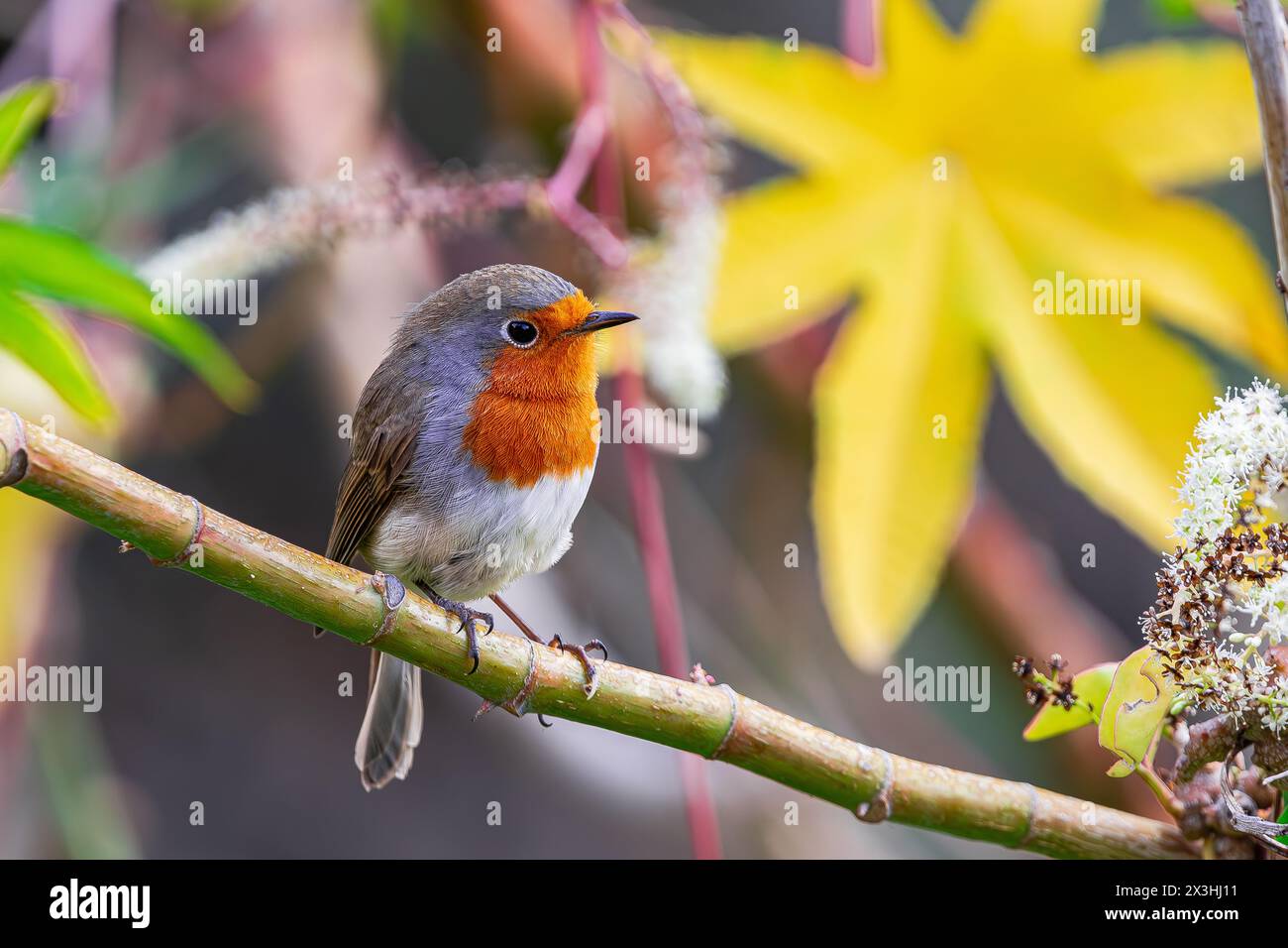 Europäischer robin (Erithacus rubecula superbus), singend auf einem Zweig mit Vegetationshintergrund, auf Teneriffa, Kanarischen Inseln Stockfoto