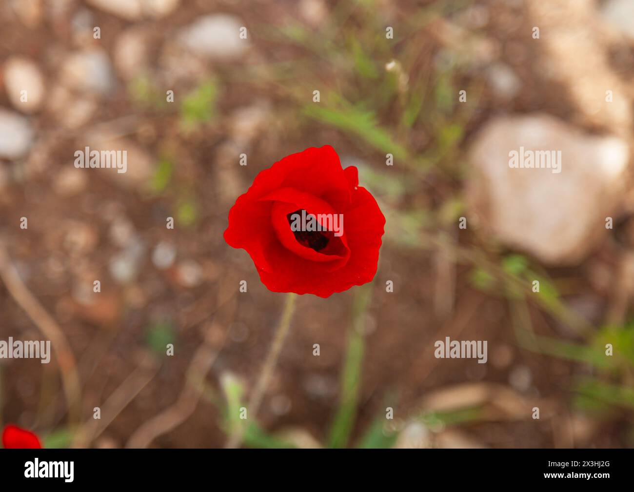 Blick von oben auf eine Mohnblume. Selbst entstanden in der Natur. Selektiver Fokus. Stockfoto