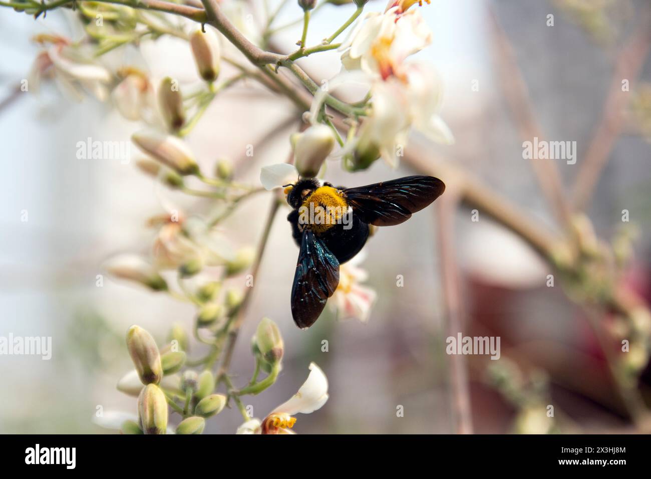 Haarige Hummel männlich von frühbrütenden Humble-Bee, Bombus pratorum fliegt um grünes Blatt und Blume von Trommelstock Baum. Es sammelt Honigblumen an Stockfoto