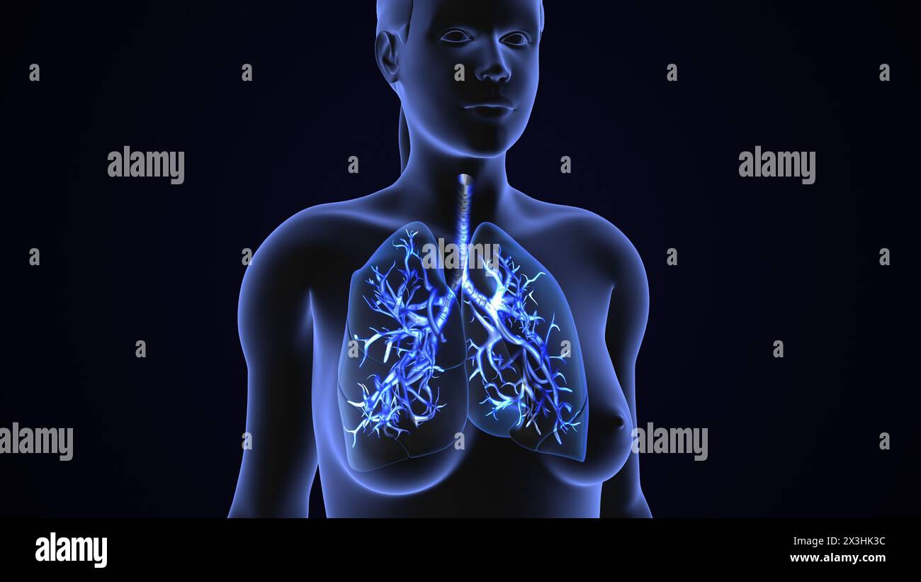 Das Gesundheitskonzept der menschlichen Lunge des Atemsystems Stockfoto