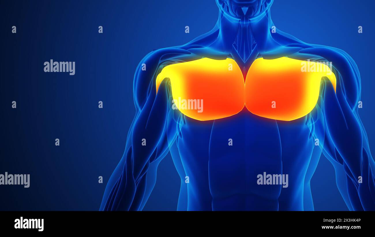 Brustmuskelschmerzen mit blauem Hintergrund Stockfoto