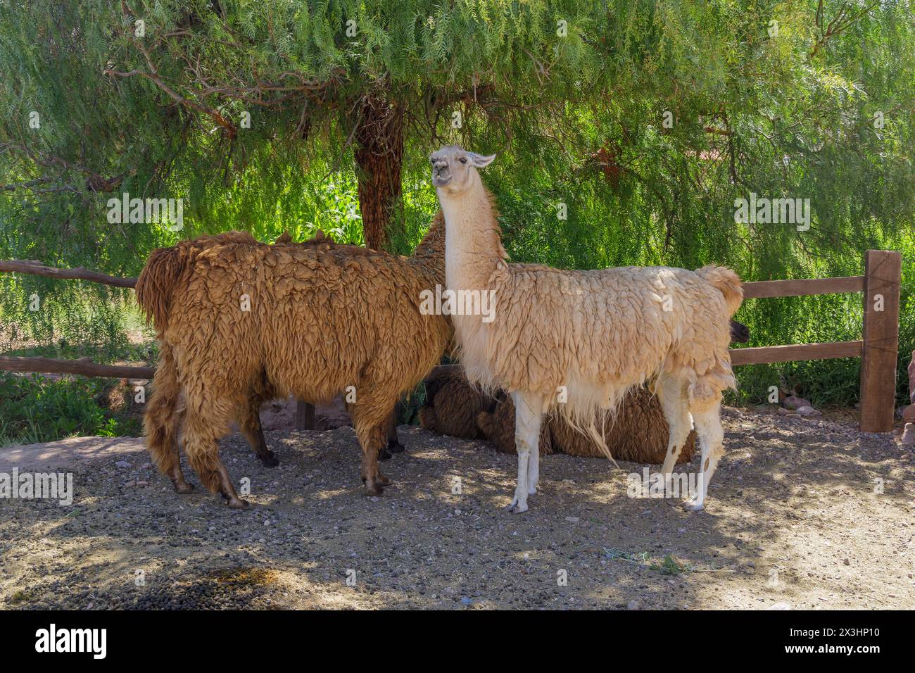 Gruppe Lamas im Schatten eines Busches im Nordwesten Argentiniens. Stockfoto