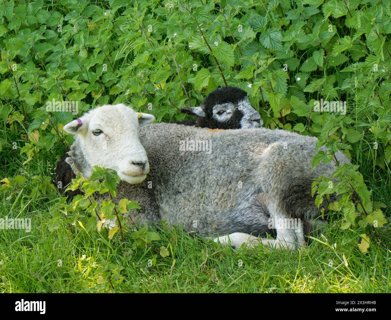 Herdwick-Schafe (Ovis aries) Schafe und Lämmer, die zwischen Brennnesseln auf Weideflächen ruhen, Coombe Bisset Down, Cranborne Chase AONB, Wiltshire, Vereinigtes Königreich, Juni. Stockfoto
