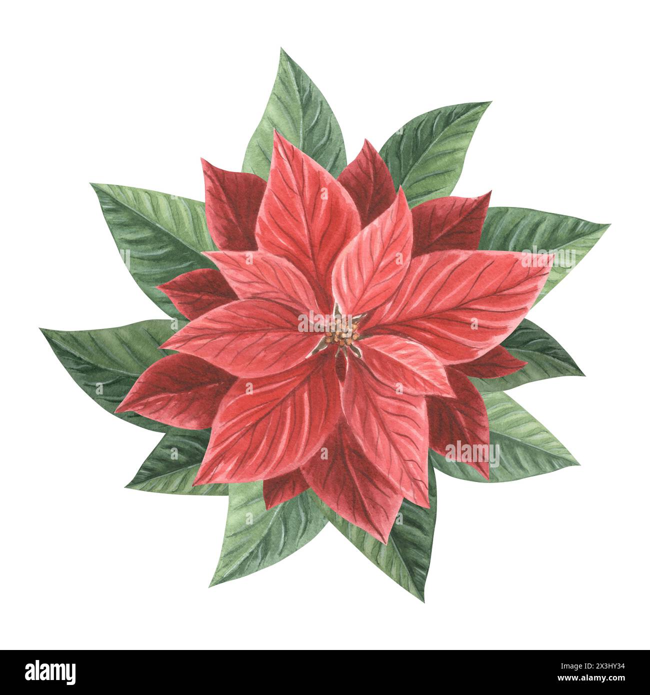 Rote Weihnachtsstern. Traditionelle Weihnachtspflanzen im Vintage-Stil. Hand gezeichnet Aquarell Illustration Urlaub Design isolierte Vorlage für Einladung, gr Stockfoto