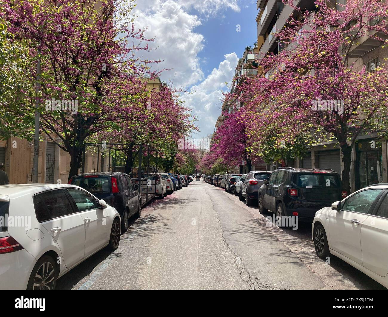 Rom Straße mit geparkten Autos und blühenden Bäumen Stockfoto