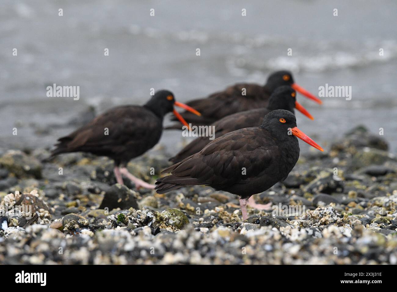 Oyster Catcher Stockfoto