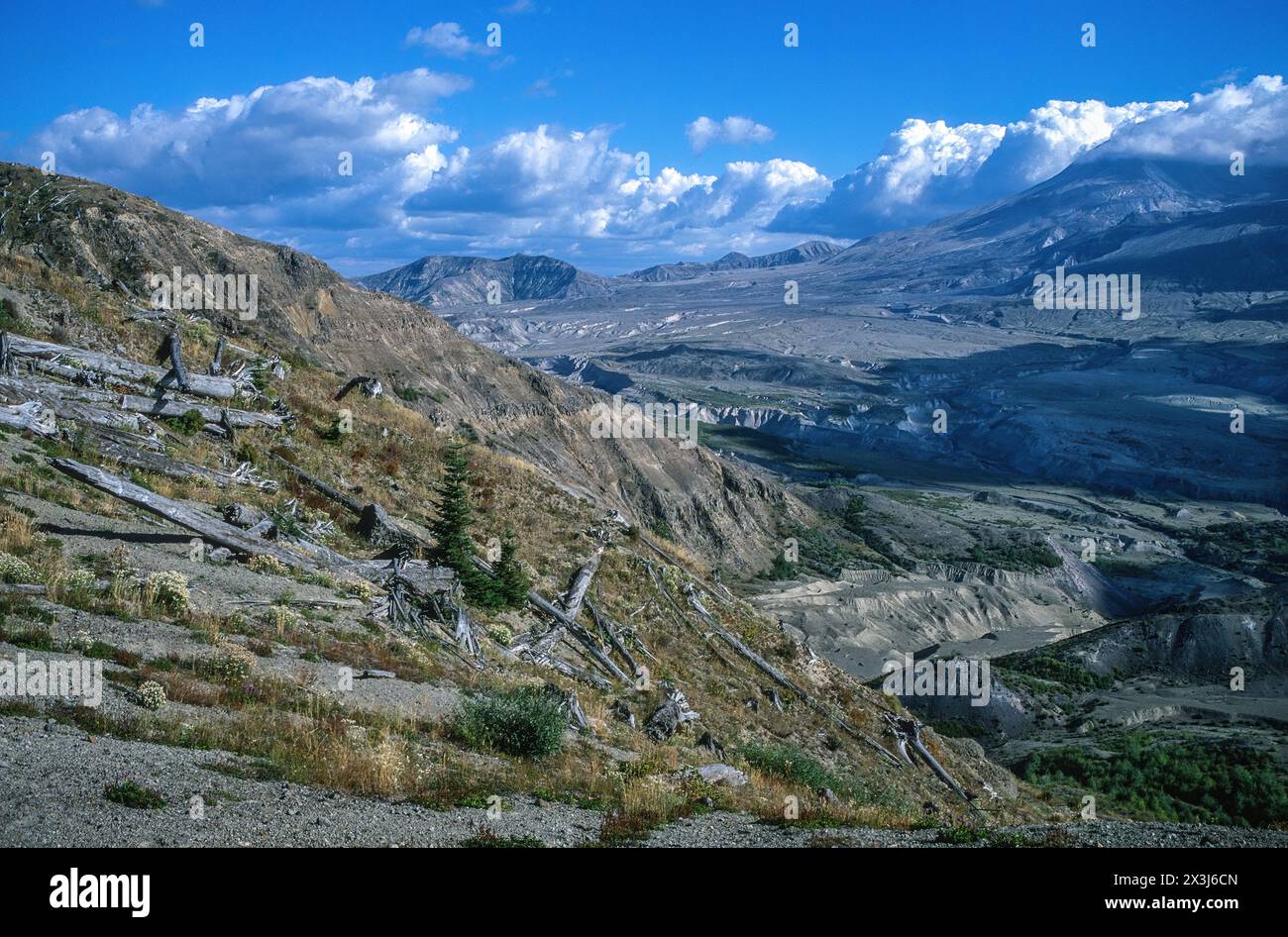 Mt. Saint Helens, Washington, 2002. Neue Nadelbäume wachsen inmitten der Überreste der Explosion von 1980. Stockfoto