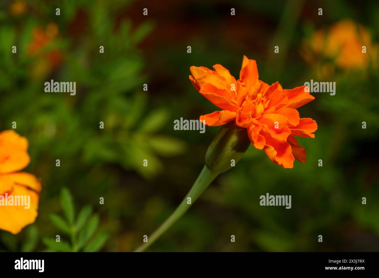 Stockfoto Tagetes erecta, die aztekische Ringelblume, mexikanische Ringelblume Stockfoto