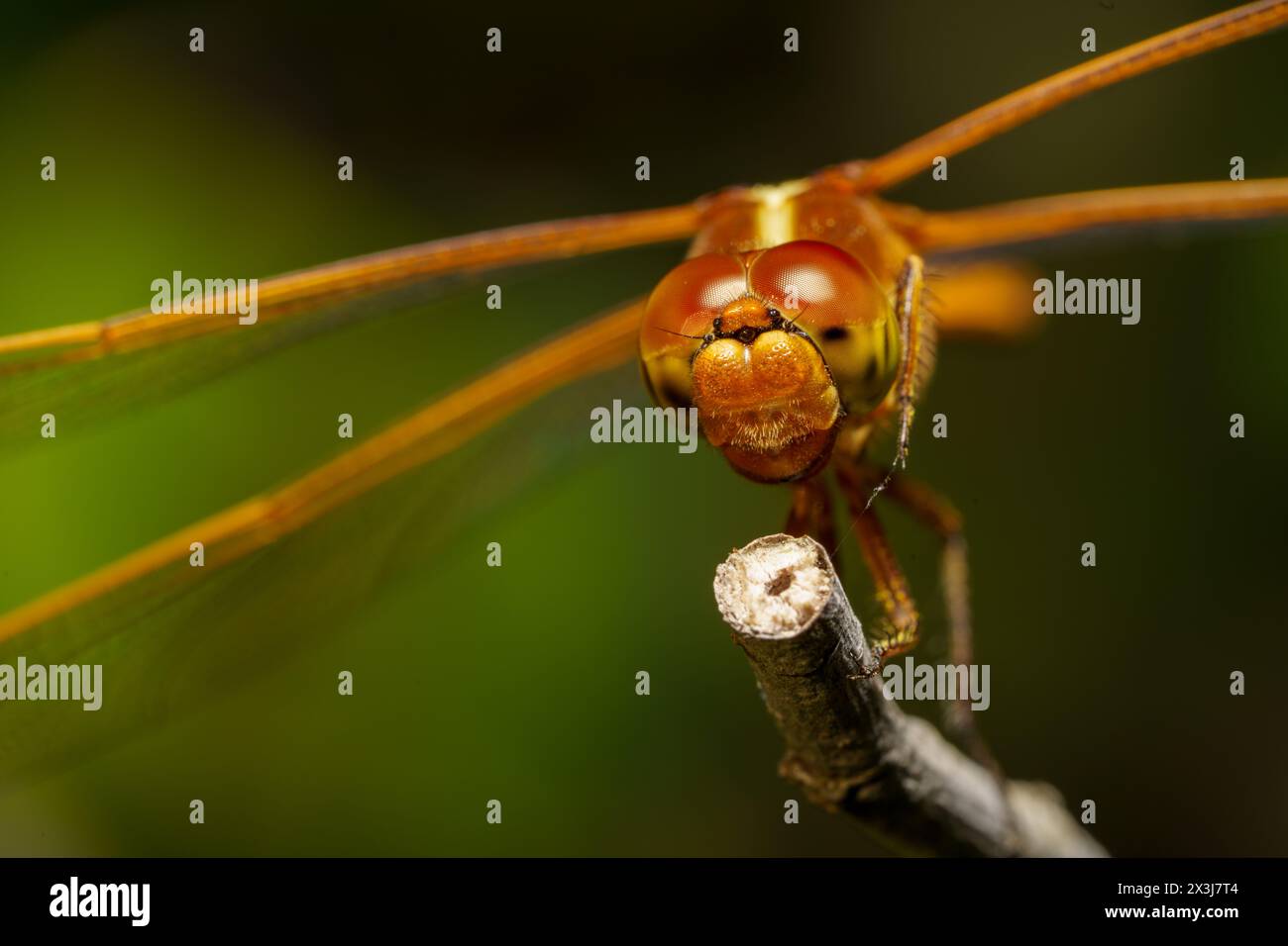 Makrofoto einer gelben Libelle Stockfoto
