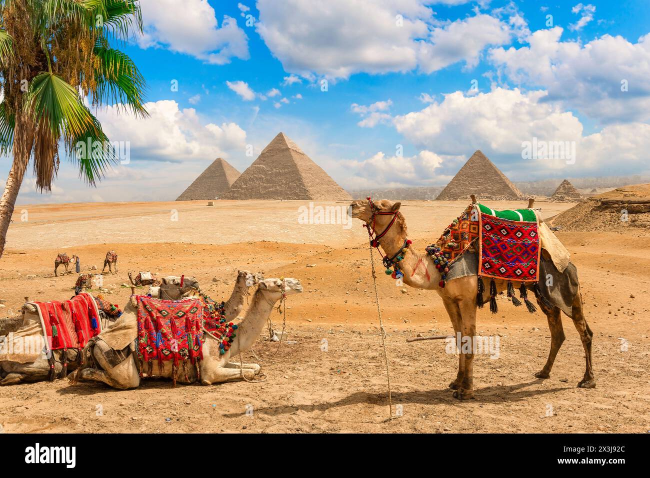 Kamele ruhen unter Palmen in der Wüste von Gizeh in der Nähe von Pyramiden, Ägypten Stockfoto