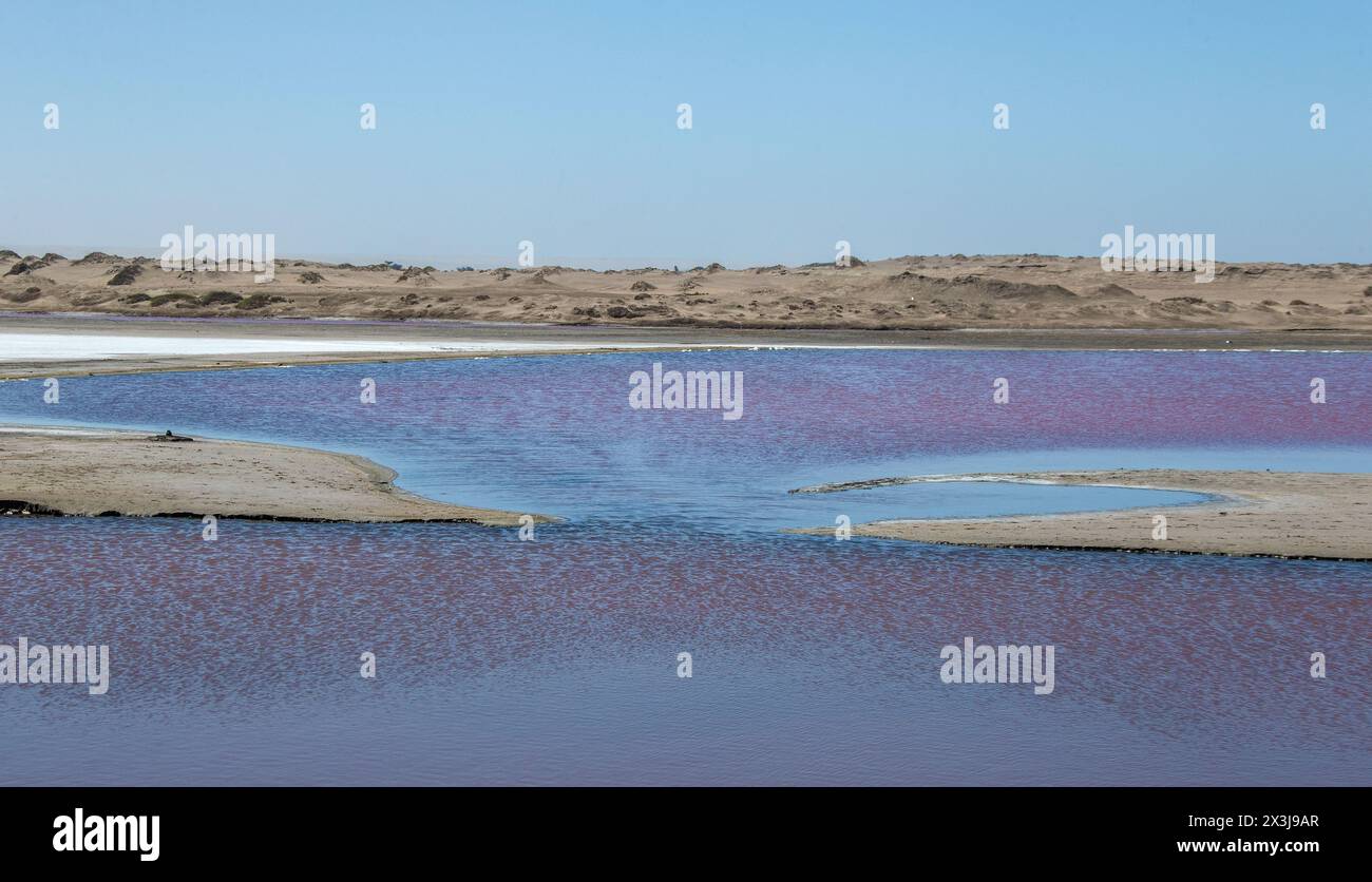 Rosa Algen in der Lagune zwischen Strand und Wüste in Oranjemund. Stockfoto