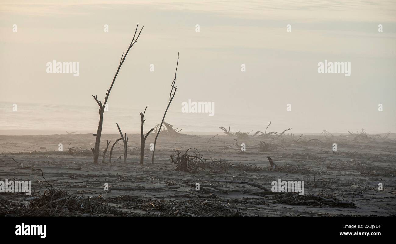 Eine verstörende Szene der Verwüstung mit Treibholz, einige aufrecht, vom Orange River heruntergebracht und am Strand abgelegt, durch den Nebel zu zeigen. Stockfoto