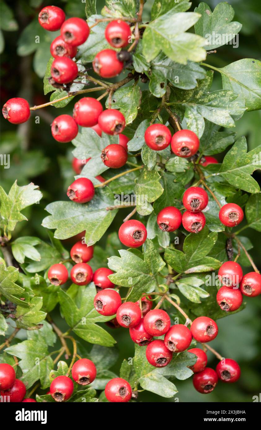 Weißdornbeeren (Crataegus), auch Hawthorn genannt, England, Großbritannien Stockfoto