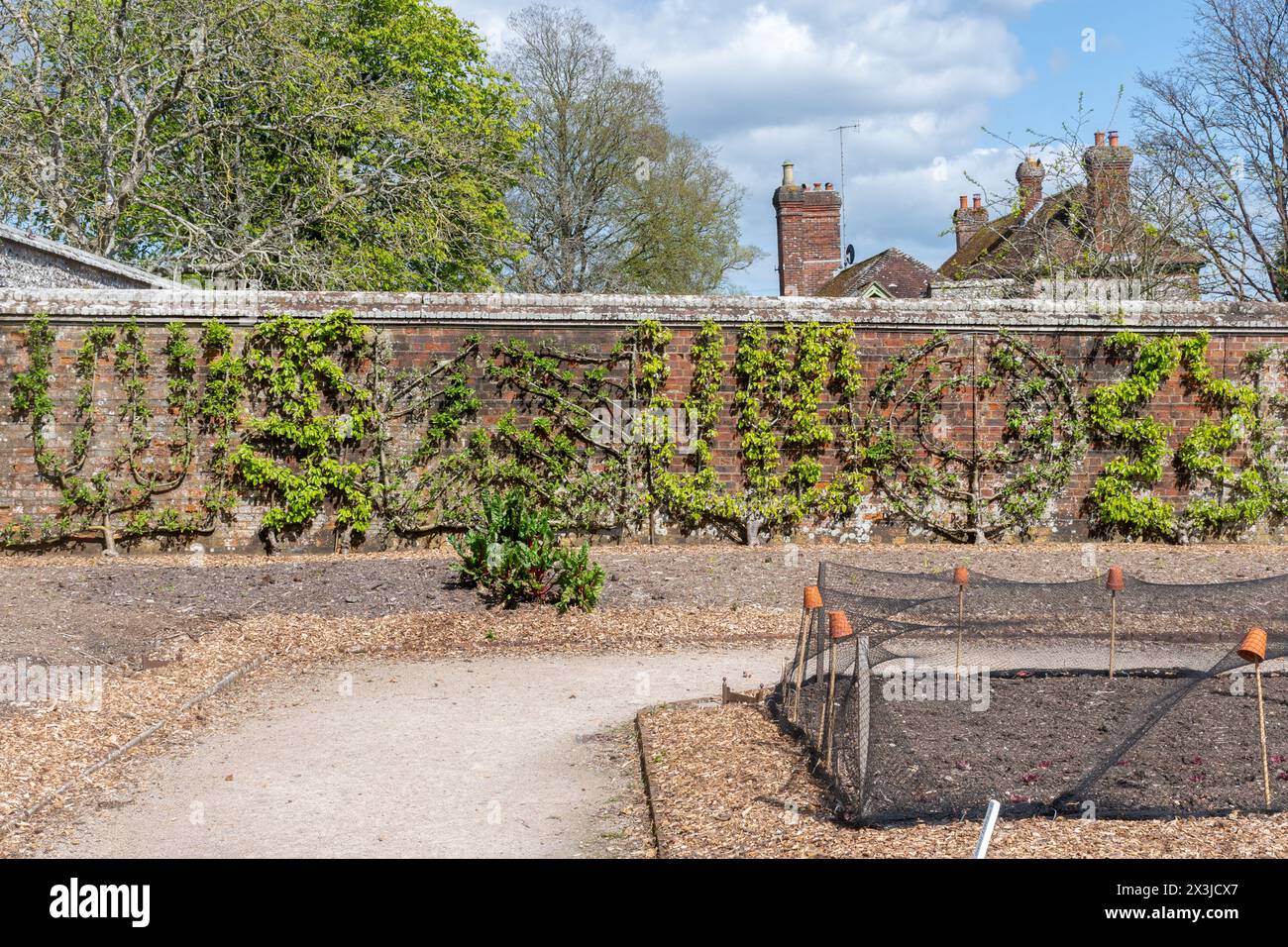 Obstbäume trainiert gegen die Küchengartenwand in West Dean Gardens, West Sussex, England, Großbritannien. Spalier trainierte Bäume flach an der Wand Stockfoto