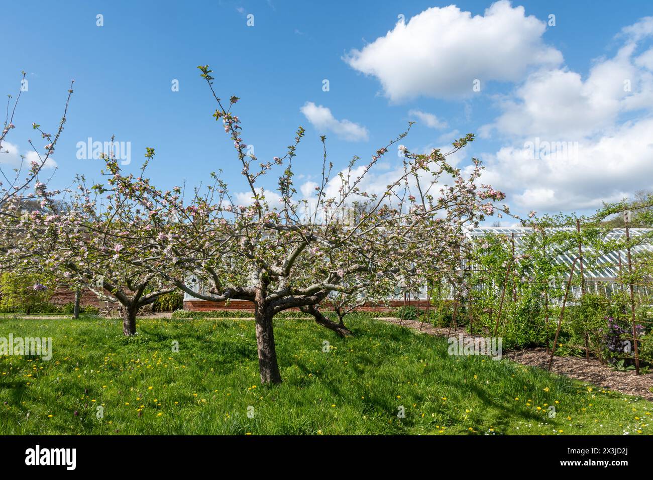 Apfelgarten in Blüte, Obstbäume mit Blüte im Frühling in West Green Gardens, West Sussex, England, Großbritannien Stockfoto