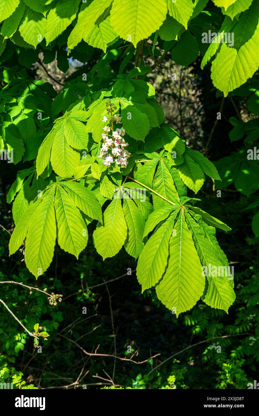 Rosskastanienbaum Blätter und Blumen. Stockfoto