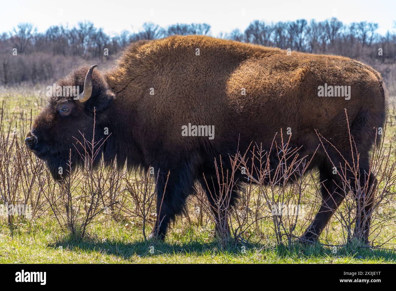 Profil eines Bison Stockfoto