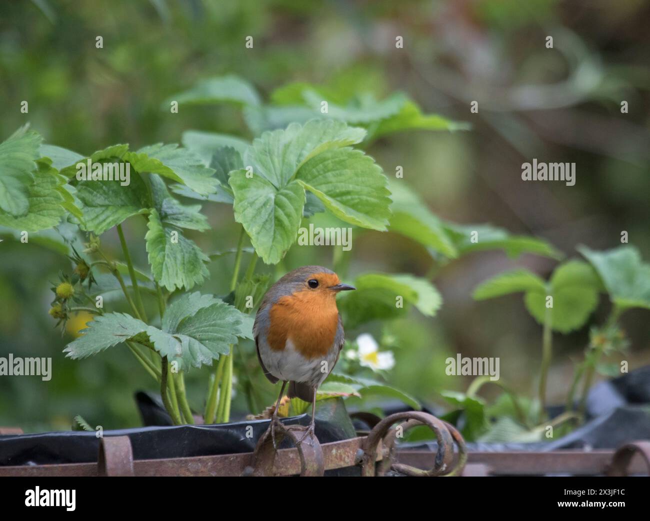 Europäischer Robin (Erithacus rubecula) auf einem Gartenschmuck, England, Vereinigtes Königreich Stockfoto