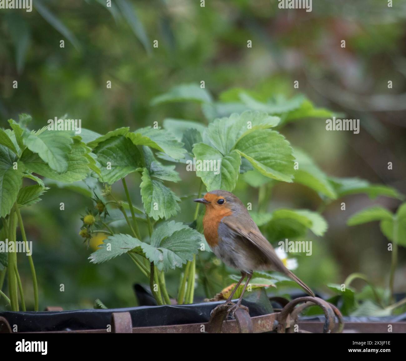 Europäischer Robin (Erithacus rubecula) auf einem Gartenschmuck, England, Vereinigtes Königreich Stockfoto