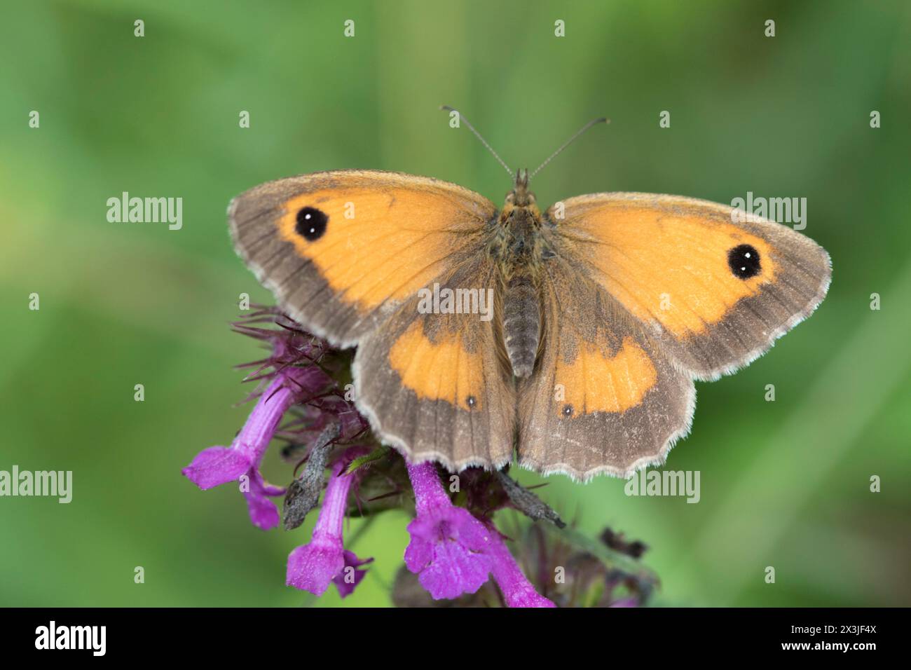 Der Torwächter oder Heckenbraun (Pyronia tithonus), England, Vereinigtes Königreich Stockfoto