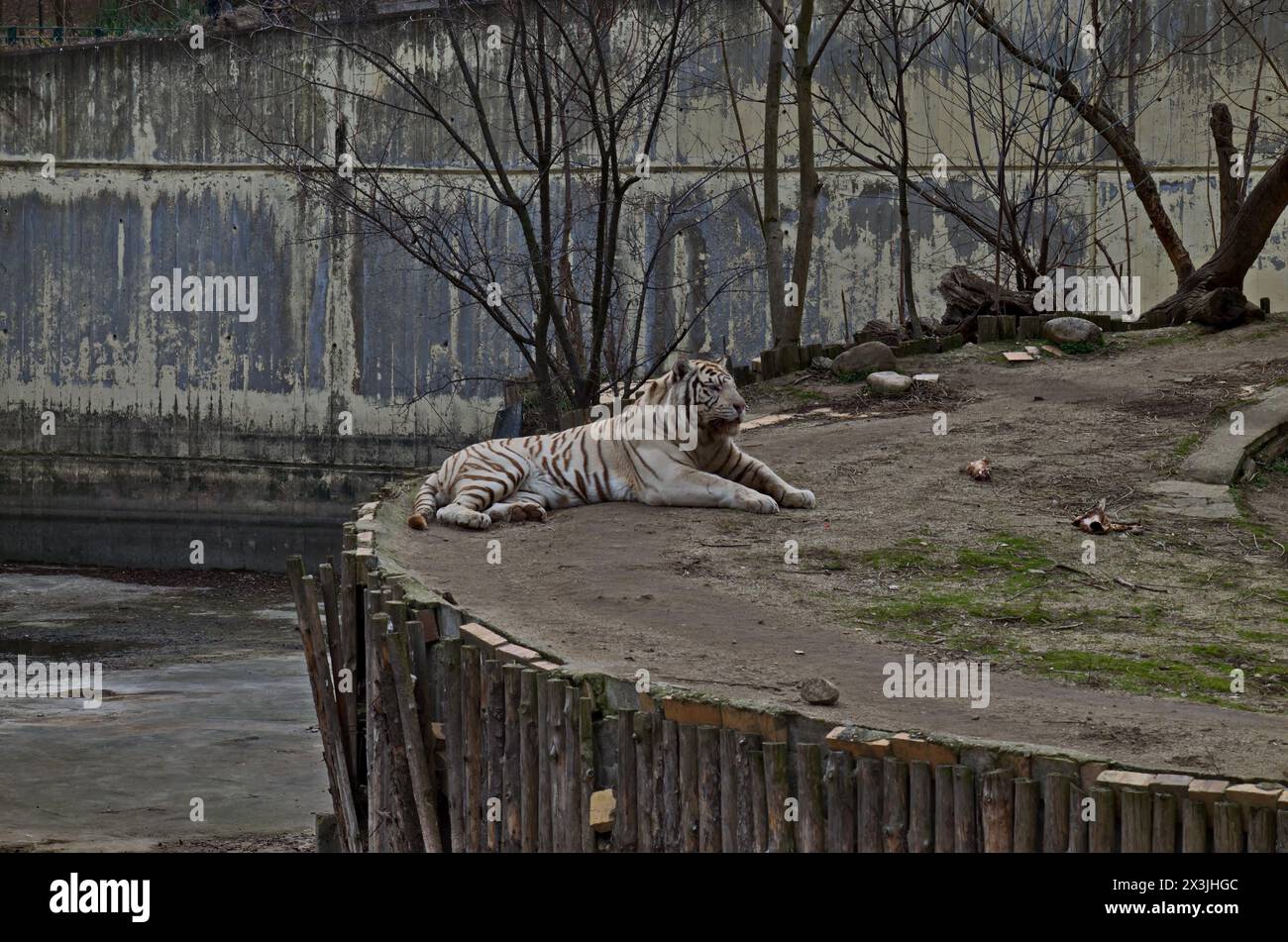 Stolzer weißer sibirischer Tiger ruht auf dem Hof, Sofia, Bulgarien Stockfoto