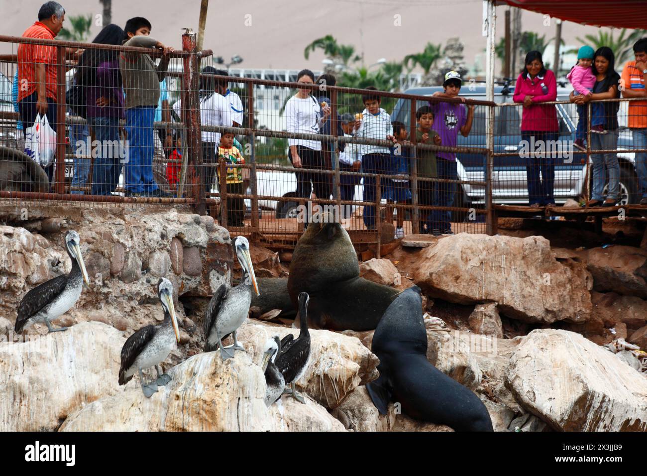 Chilenische Familien, die männliche südamerikanische Seelöwen (Otaria flavescens) und peruanische Pelikane (Pelecanus thagus) im Fischereihafen Arica (Chile) beobachten Stockfoto
