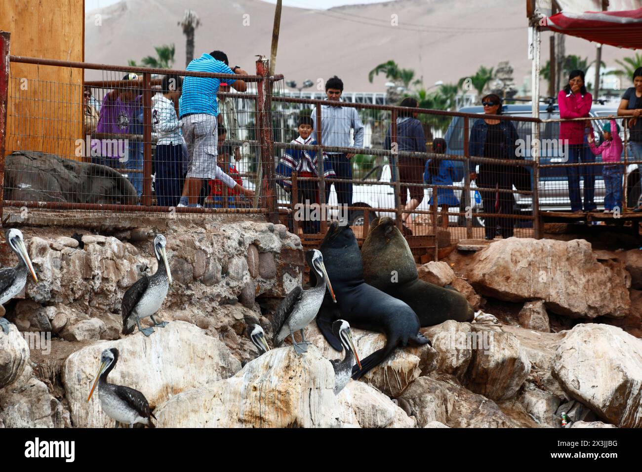 Chilenische Familien, die männliche südamerikanische Seelöwen (Otaria flavescens) und peruanische Pelikane (Pelecanus thagus) im Fischereihafen Arica (Chile) beobachten Stockfoto