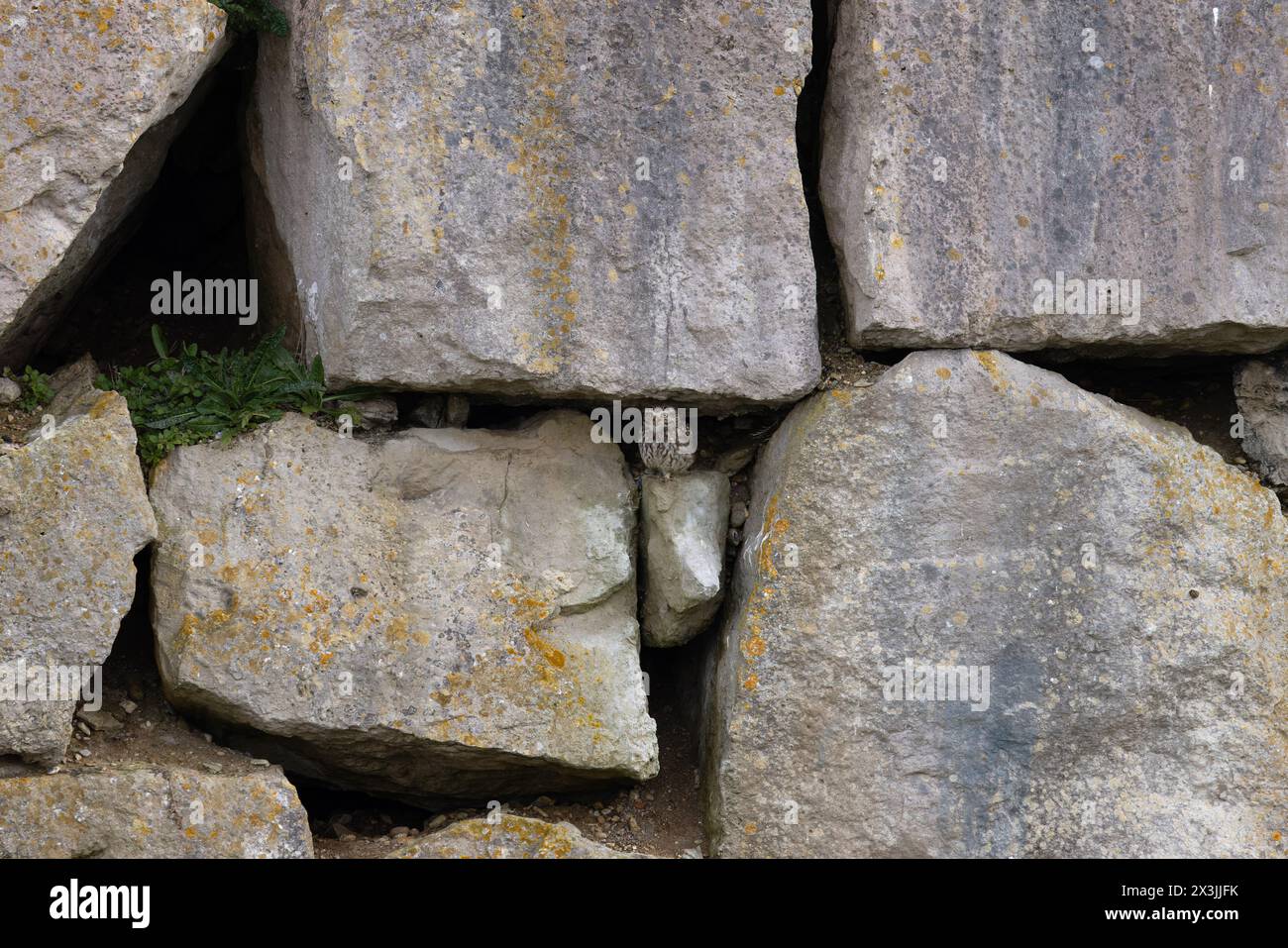 Little Owl (Athene noctua) im April 2024 in Portland Dorset Stockfoto