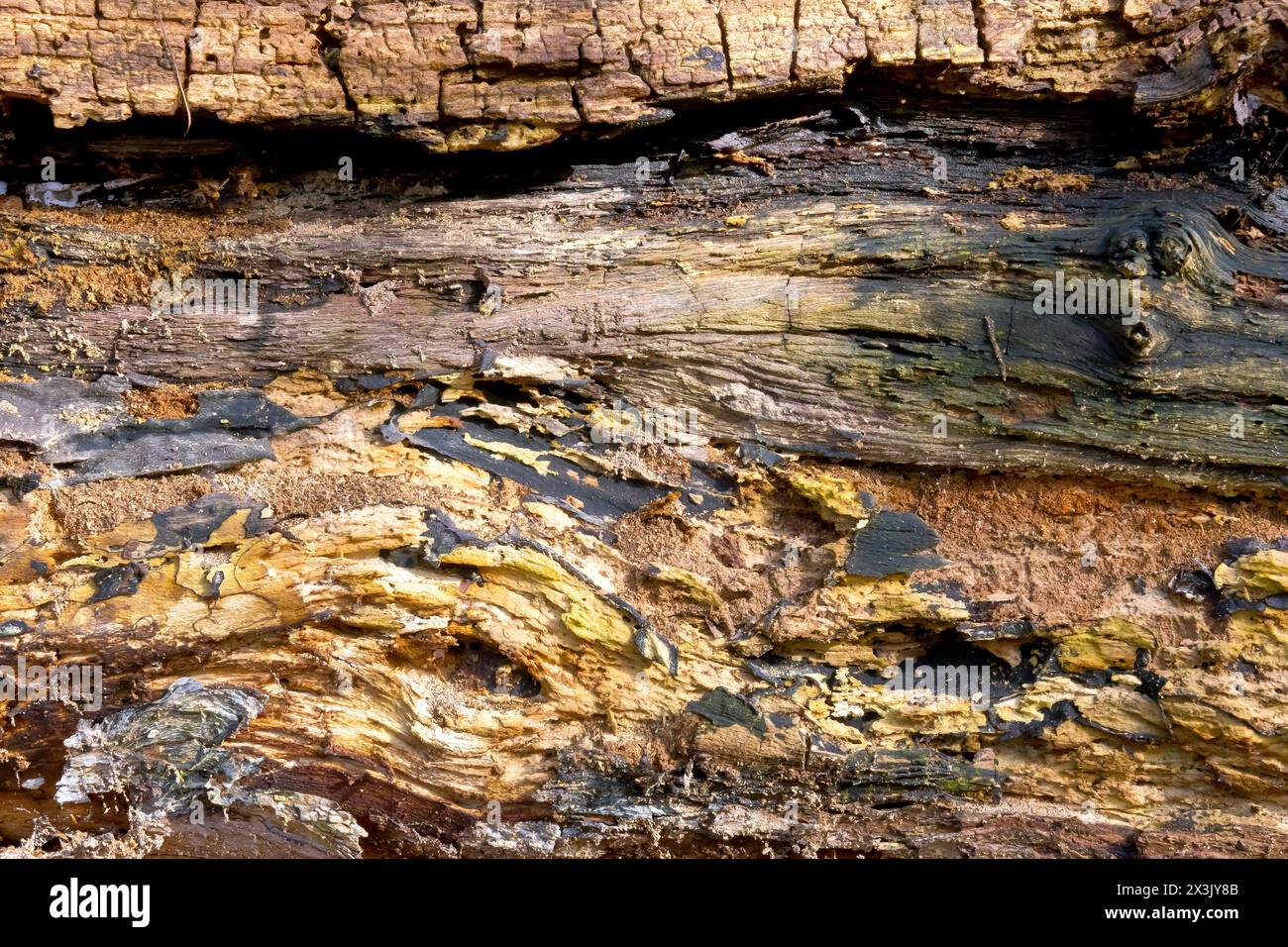 Nahaufnahme mit einem Abschnitt eines großen, umgefallenen, verrottenden Baumstamms, der die Muster und Details des natürlichen Prozesses hervorhebt. Stockfoto