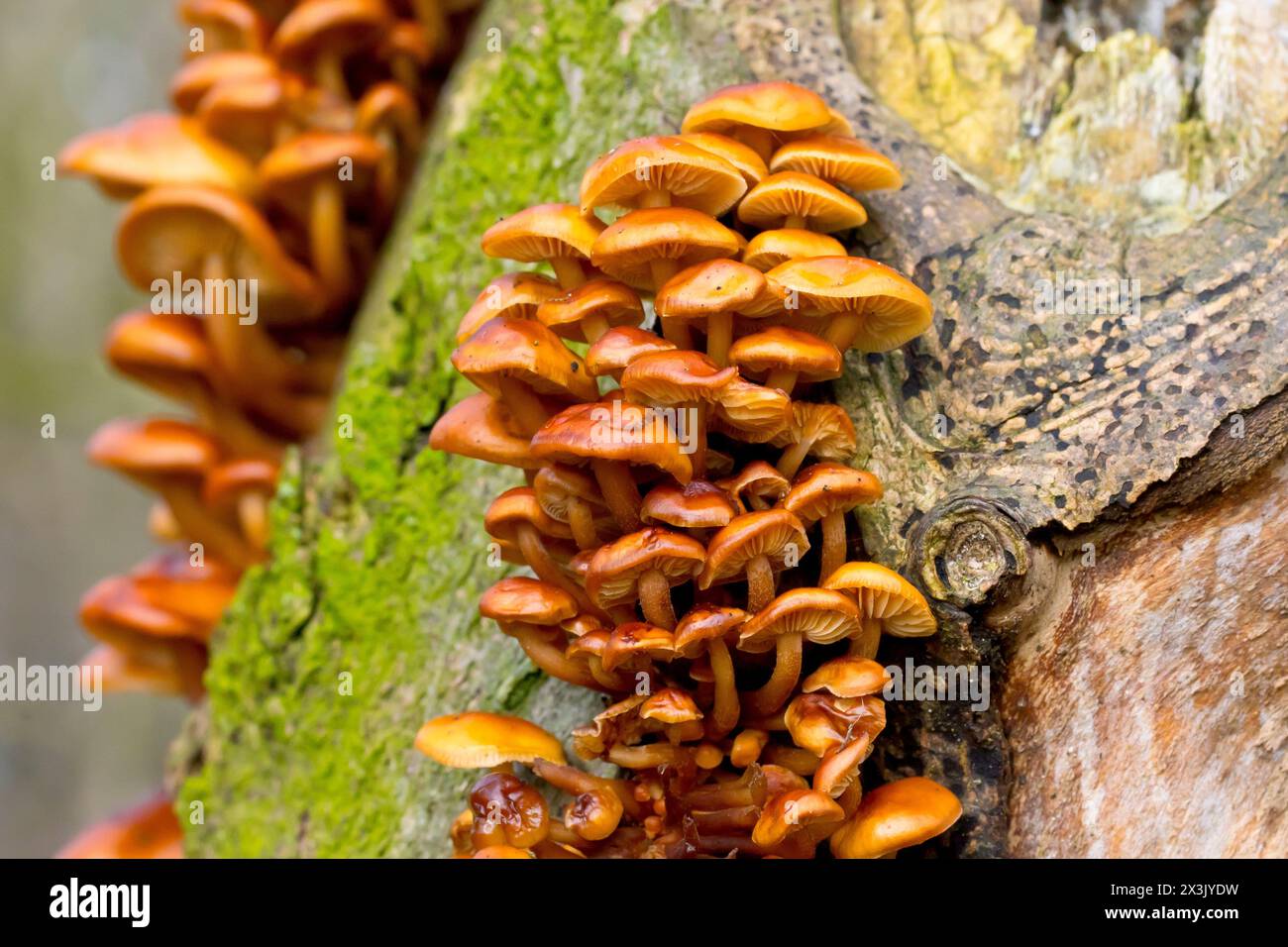 Samtschnecke oder Winterpilz (Flammulina velutipes), Nahaufnahme einer großen Gruppe von Fruchtkörpern des gewöhnlichen Pilzes, die auf einem toten Baum wachsen. Stockfoto