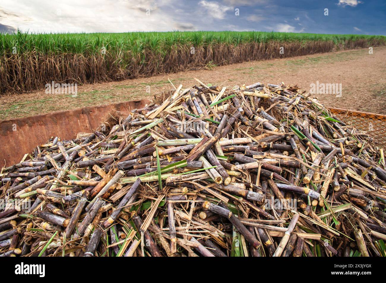 Erntemaschine, die auf einem Zuckerrohrfeld auf einem Bauernhof in Brasilien arbeitet Stockfoto