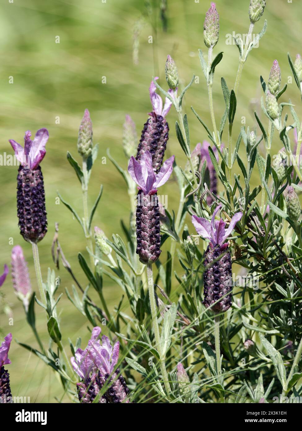 Spanischer Lavendel, Lavendel mit Platte, französischer Lavendel, Schopf-Lavendel, Lavande papillon, Lavandula stoechas, füzéres levendula, Ungarn, Europa Stockfoto