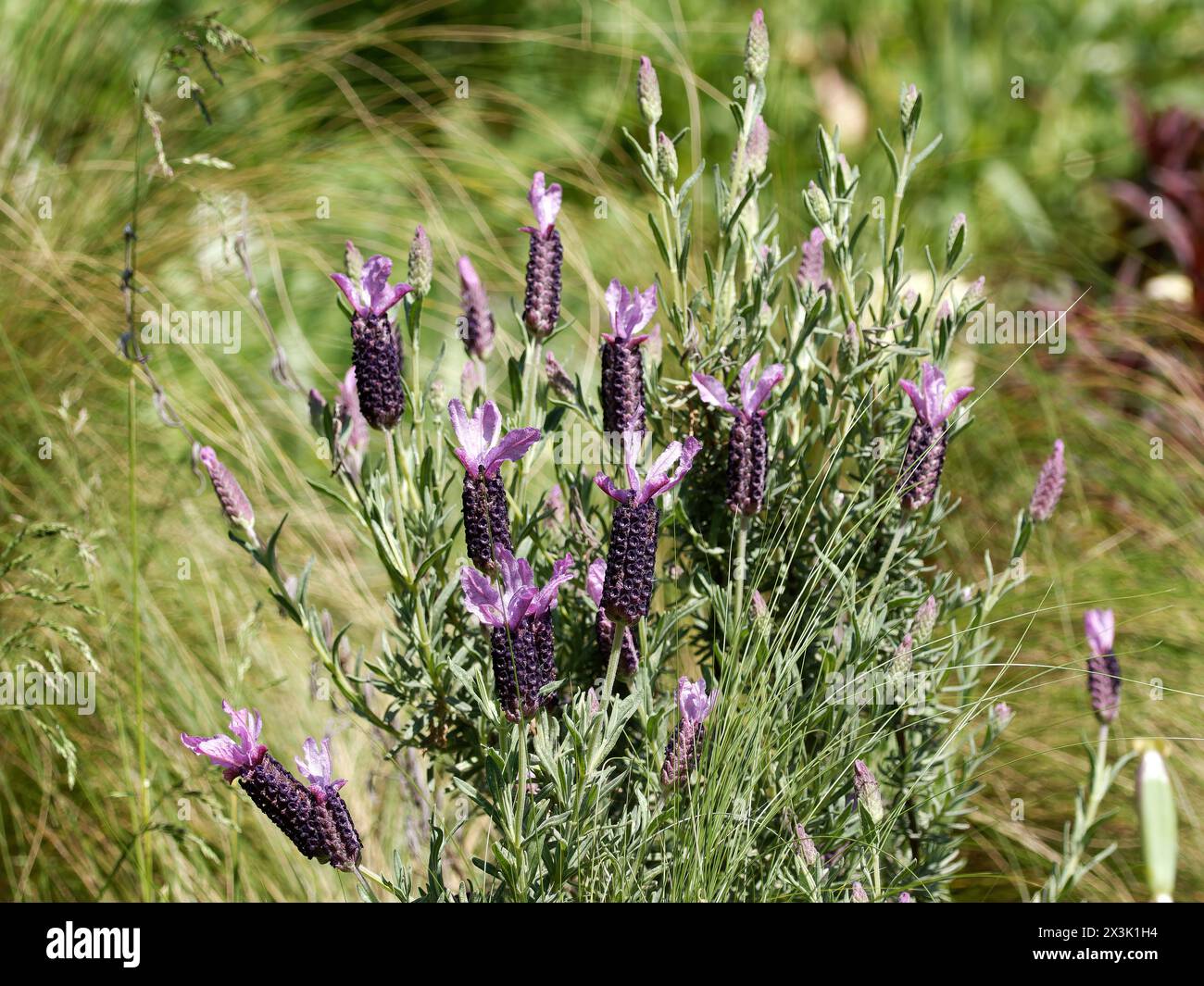 Spanischer Lavendel, Lavendel mit Platte, französischer Lavendel, Schopf-Lavendel, Lavande papillon, Lavandula stoechas, füzéres levendula, Ungarn, Europa Stockfoto