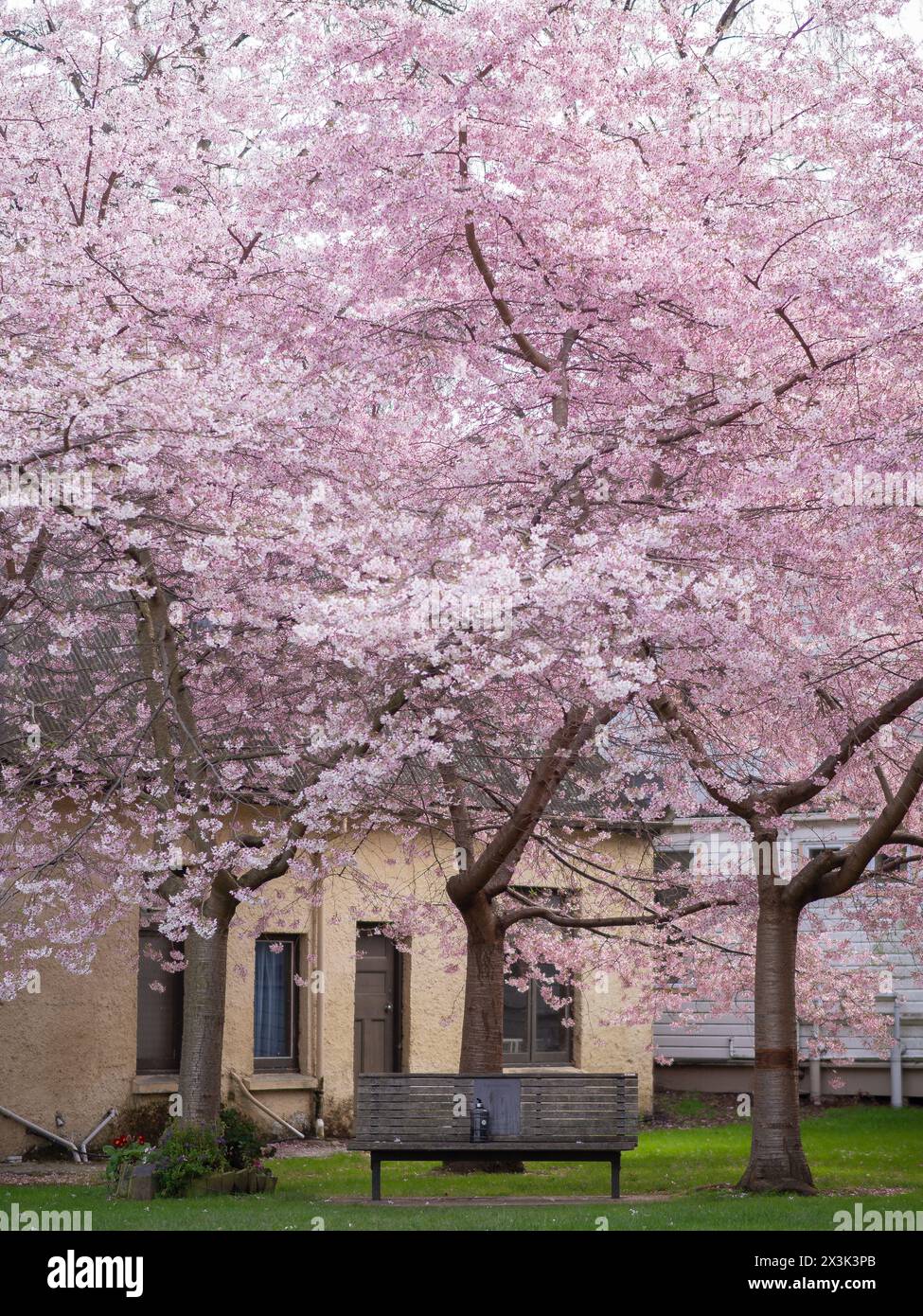 Frühling mit Kirschblüte in der University of Otago, Dunedin neuseeland Stockfoto