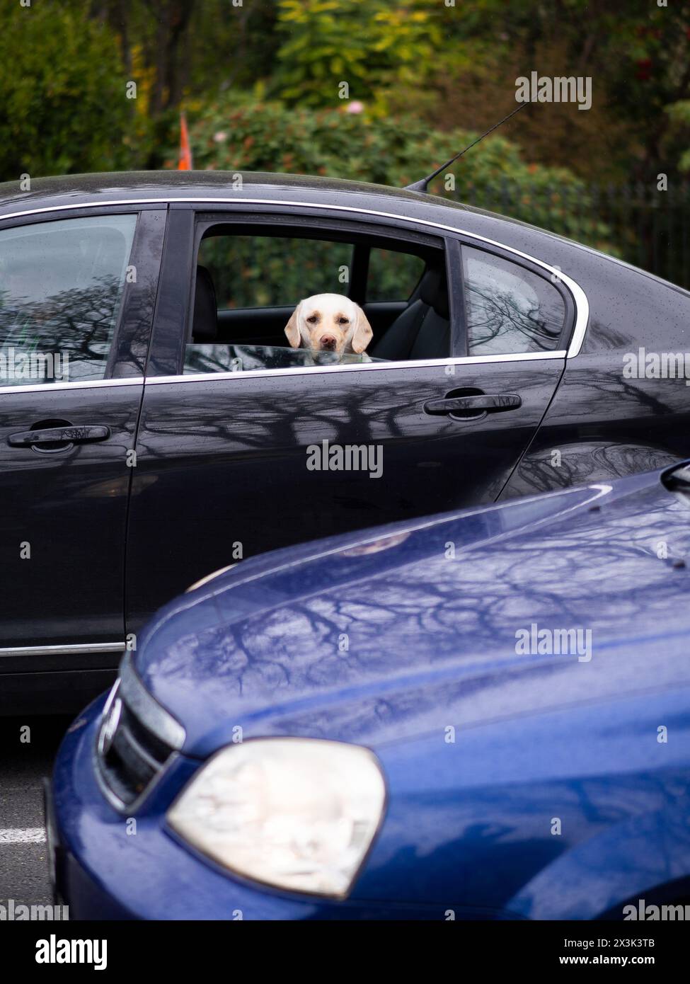 Mit dem Hund fahren Sie mit dem Auto aus dem Fenster Stockfoto