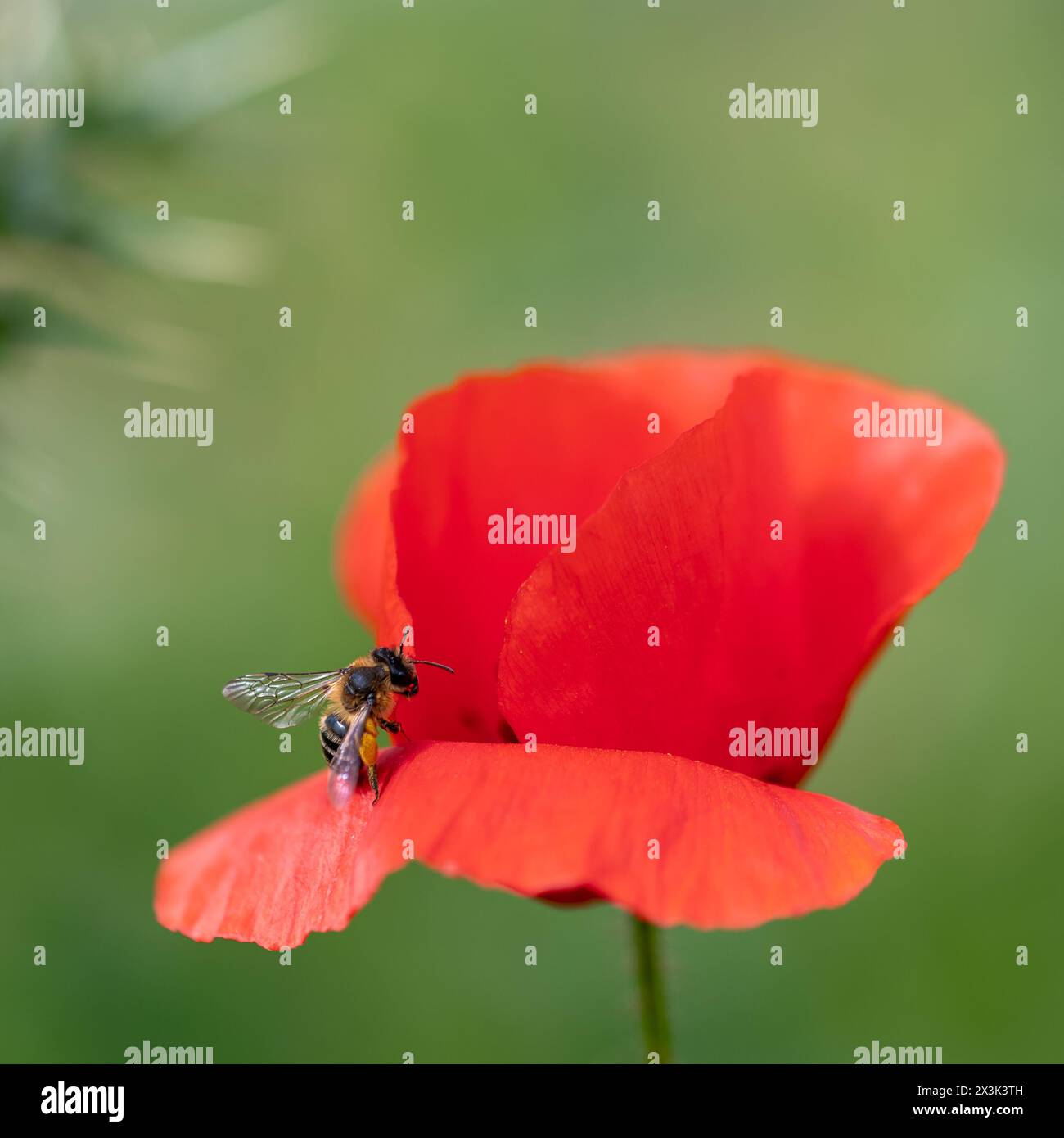 Detail einer Biene auf einem roten Mohn auf dem Feld Stockfoto